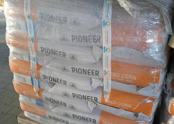 Nasiona kukurydzy Pioneer P9074 FAO Z270 K 270 Nasiona kukurydzy Pioneer P9074 FAO Z270 K 270