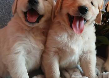 Golden Retriever śliczne szczenięta