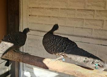 Sprzedam bażanty wieloszpony