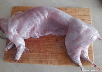 Mięso z królika tuszki z królika