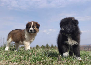 Border Collie - Pies do pasienia na gospodarstwo, pełna dok.