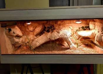Terrarium profesjonalne dla gekona lamparciego żółwia greckiego