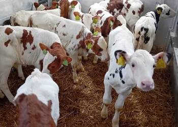 Byczki I jałoszki miesne