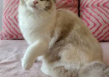 Kotka ragdoll 9 miesięcy Wrocław