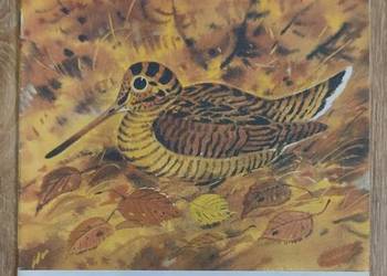 Jak barwy chronią zwierzęta Gennadij Sniegiriew Jak barwy chronią zwierzęta Gennadij Sniegiriew