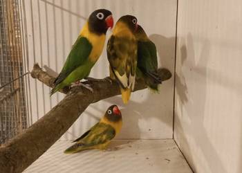 Nierozłączki czarnogłowe