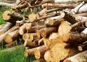Drewno opałowe mieszane sosna brzoza dąb buk