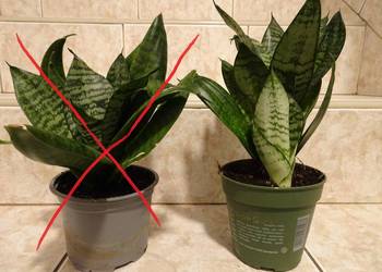 Sansewieria karłowata - wężownica