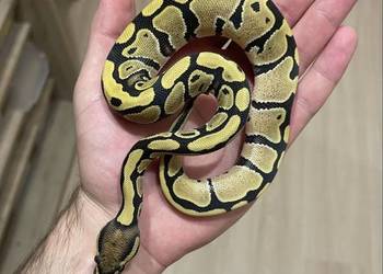 Pyton królewski Enchi Desert Ghost Samiczka