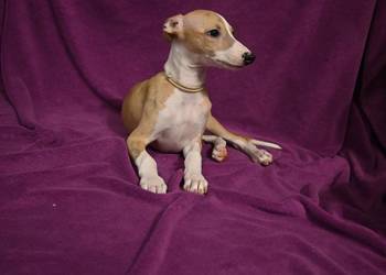 Whippet Chart Angielski