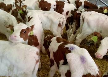 Sprzedam cielaki Sprzedam cielaki