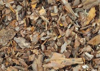 Kora Sosnowa Świeża