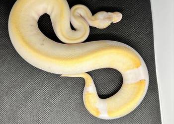 Pytony królewski samice młode i podrostki