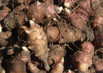 Topinambur do sadzenia 100 szt.