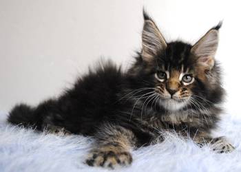 Kociaczki  maine coon z prawdziwym rodowodem.