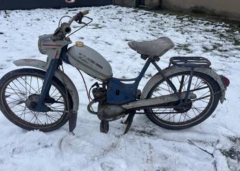 Komar Sztywniak oryginał