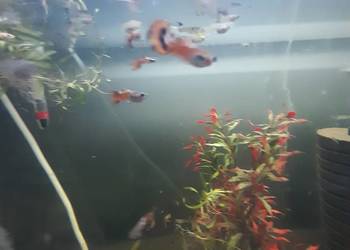 Gupiki
