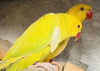 Aleksandretty obrożne para