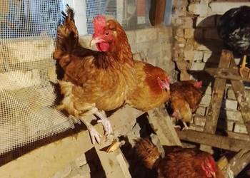 Kury nioski sprzedam