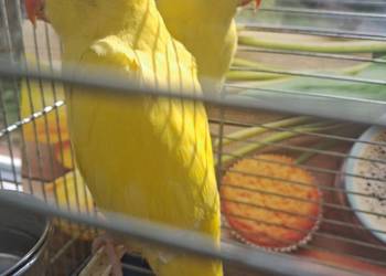 Akejsandreta obrozna lutino recznie karmiona