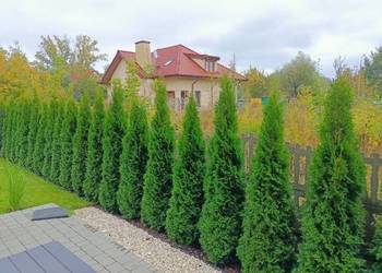 Tuja szmaragd tuje thuja smaragd szmaragdowa