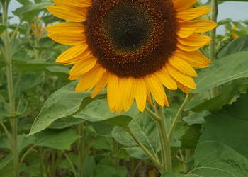 Słonecznik ozdobny Taiyo na kwiat cięty Paszport Faktura Na dopłaty ARiMR