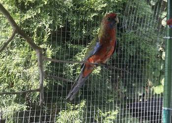 Papuga Rosella Królewska