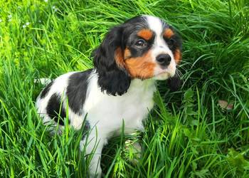 szczenięta cavalier k. ch. spaniel
