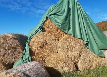 Słoma sucha pszenna jęczmienna bele 130cm transport