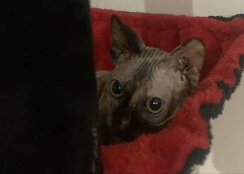 Sfinks Kanadyjski. Diablica do odbioru. Rodowód