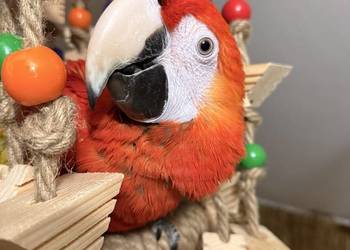 Papuga Ara Macao samiec ręcznie karmiona