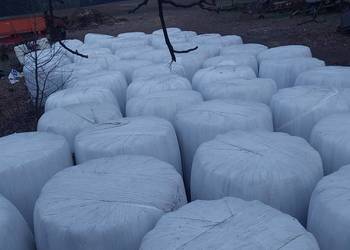 Siano/Sianokiszonka 120x120