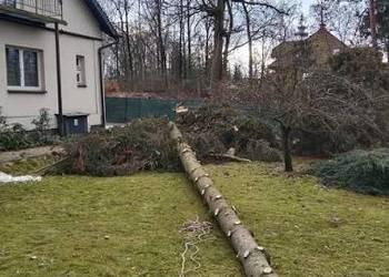 WYCINKA DRZEW – TANIO I KOMPLEKSOWO!