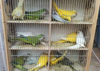 Papugi Mnichy nizinne