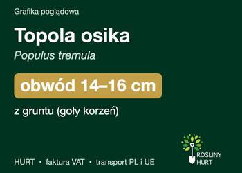 Topola osika (Populus tremula) obwód 14-16 cm, z gruntu – HURT