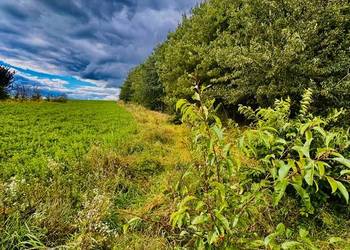 Drygały – piękna działka 1,4 ha w otoczeniu lasów i natury