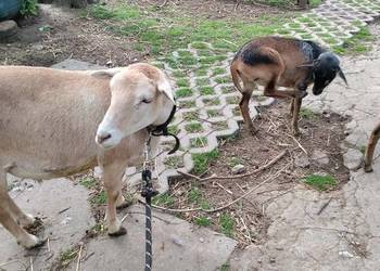 Sprzedam owce z młodym