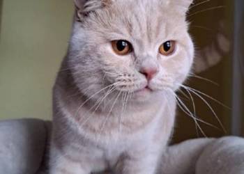 Kot brytyjski reproduktor krycie kremowy gr krwi A