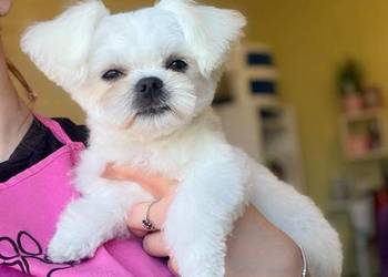 Maltańczyk mini suczka odbiór od 06-06-2026