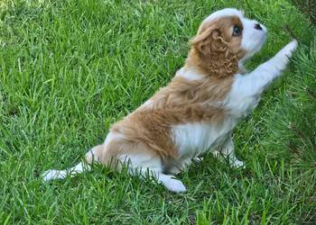Cavalier king charles spaniel FCI ZKwP szczeniaki