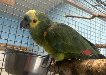 Atrakcyjny Samiec Amazonki Niebieskoczelnej