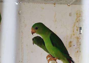 Lora zwisogłowka koroniasta (Loriculus Galgulus)