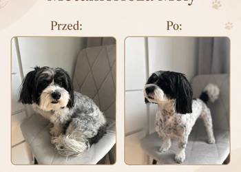 Strzyżenie psów Łódź i okolice – szybkie terminy, dojazd do domu.