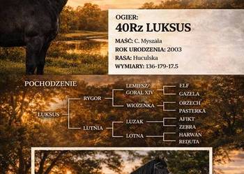 Stanówka Ogier Hucuł