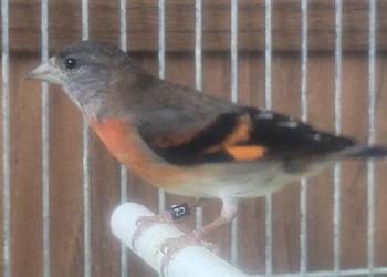 Czyżyk czerwony samiczka