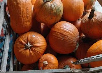 Sprzedam dynie odmiany Muscat dr Procencie,typ Halloween i Hokkaido. Sprzedam dynie odmiany Muscat dr Procencie,typ Halloween i Hokkaido.