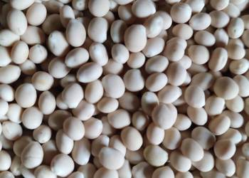 Łubin gorzki wąskolistny oskar