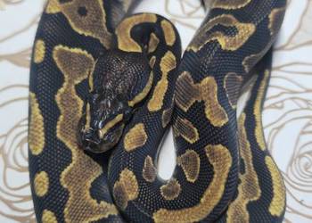 Wąż pyton królewski, python regius samica