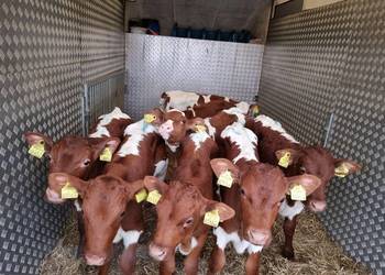 Sprzedaż cieląt mięsnych SM LM angus PZ