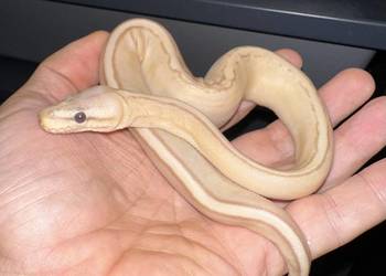 Pyton regius Banana samiczka